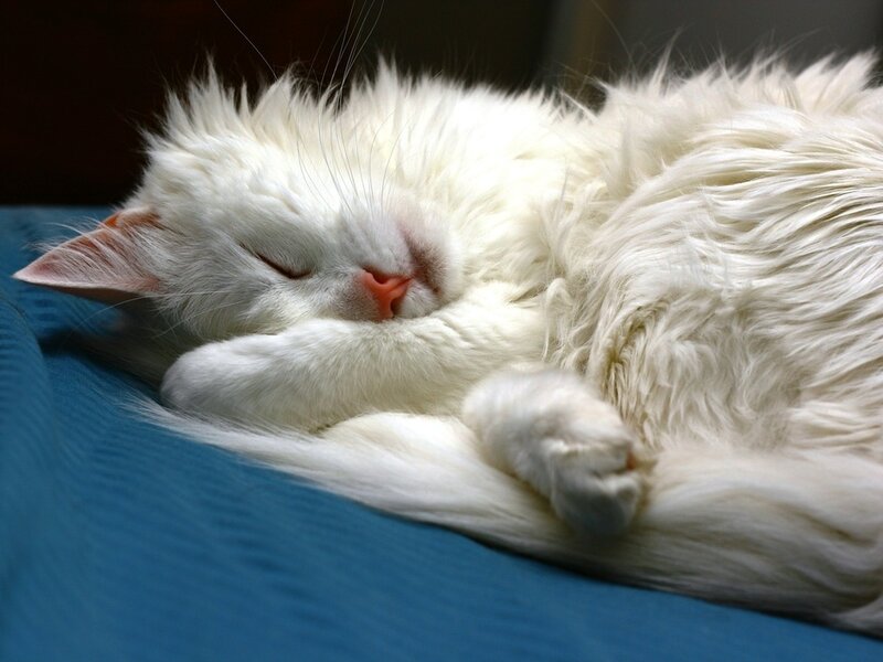 White Long-haired Cat — Peaceful