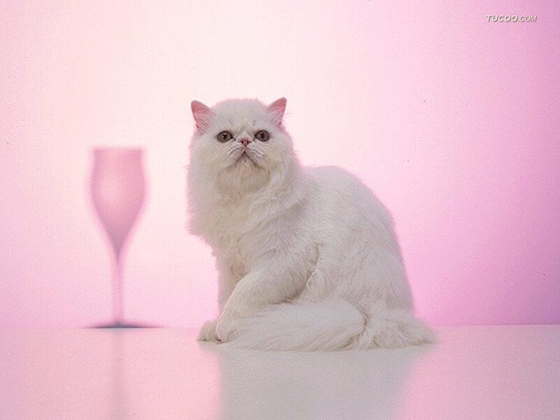 White Long-haired Cat — Pink