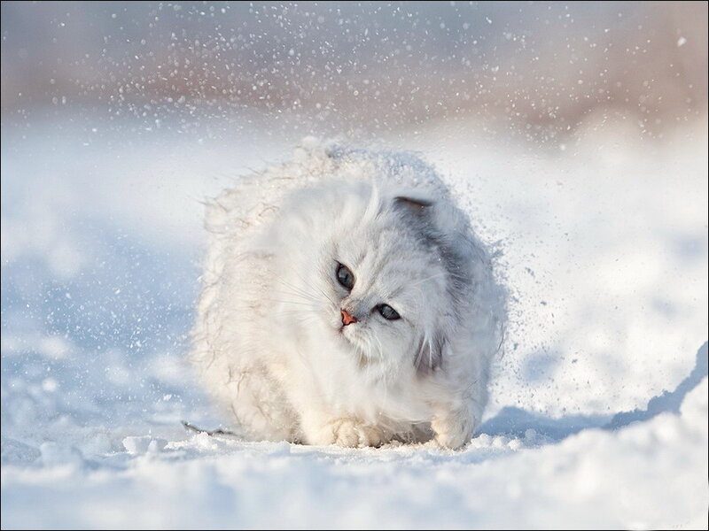 White Long-haired Cat — Playful