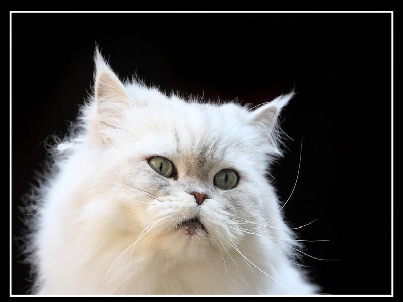 white long-haired cat portrait