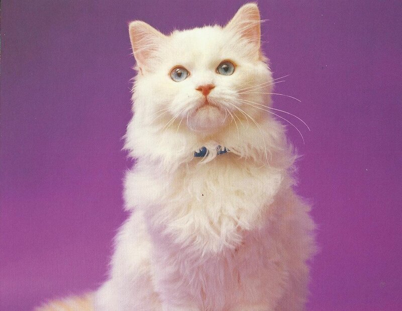 White Long-haired Cat — Purple, Calm