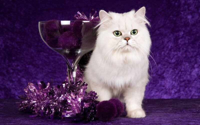 White Long-haired Cat — Purple, Festive