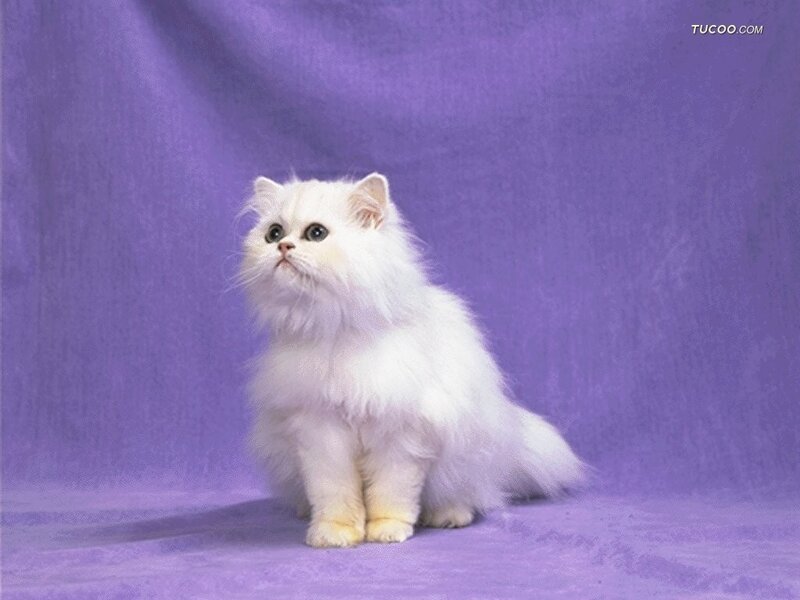 White Long-haired Cat — Purple