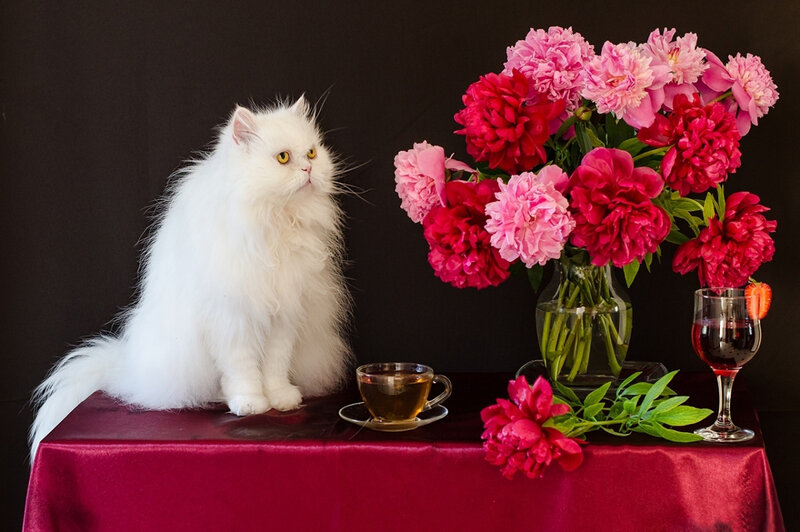 White Long-haired Cat — Red, Calm