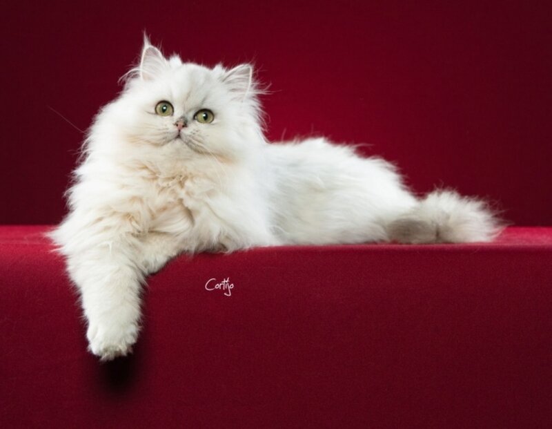 White Long-haired Cat — Red