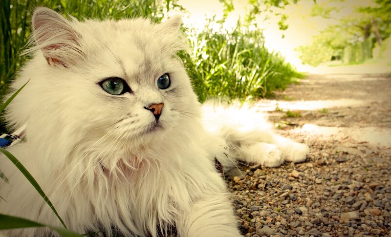 White Long-haired Cat — Serene, Afternoon, Photograph, Grass