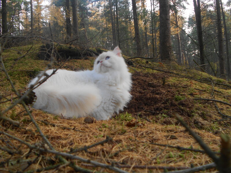 White Long-haired Cat — Serene, Afternoon, Photograph