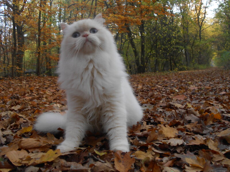 White Long-haired Cat — Serene, Autumn
