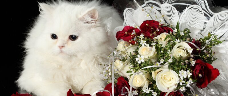 White Long-haired Cat — Serene, Photograph, Flowers