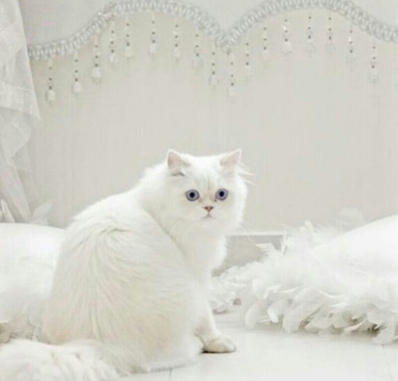 White Long-haired Cat — Serene, Photograph