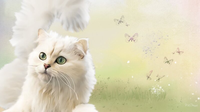 White Long-haired Cat — Serene, Spring