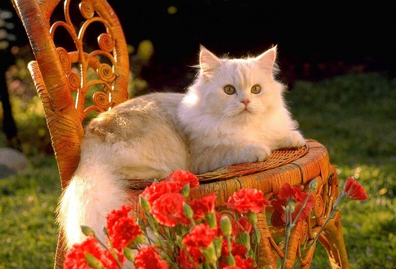 White Long-haired Cat — Serene