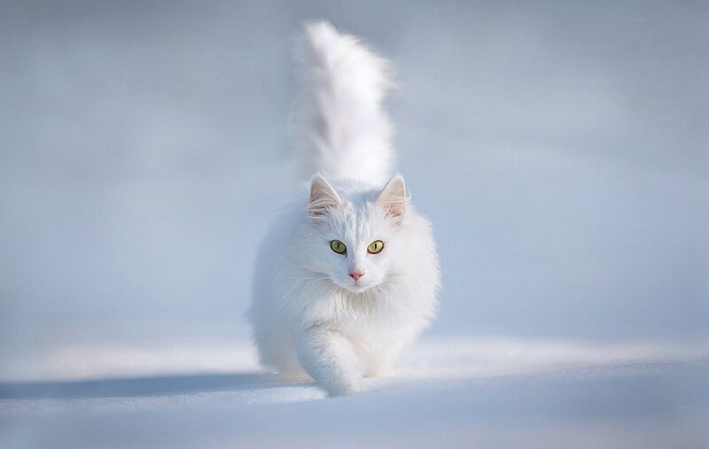 White Long-haired Cat — Serene, Winter