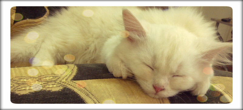 White Long-haired Cat Sleeping