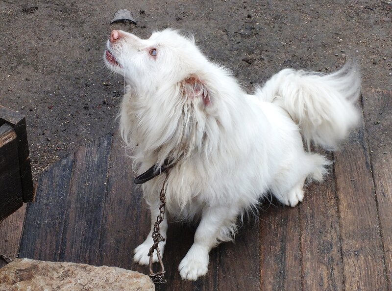 White Long-haired Dog — Calm, Photograph