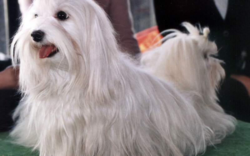 White Long-haired Dog — Calm