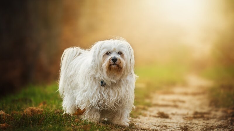 White Long-haired Dog — Serene