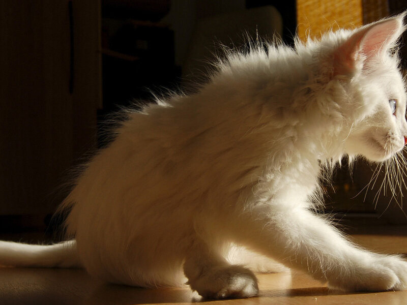 White Long-haired Kitten — Calm, Afternoon