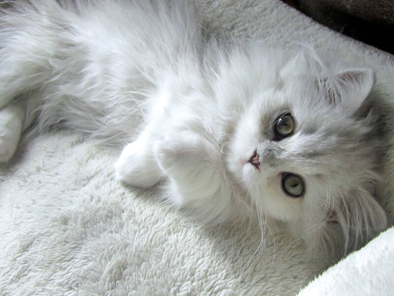 White Long-haired Kitten — Calm, Photograph, Blanket