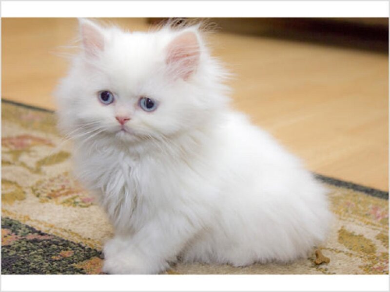 White Long-haired Kitten — Calm, Photograph, Carpet