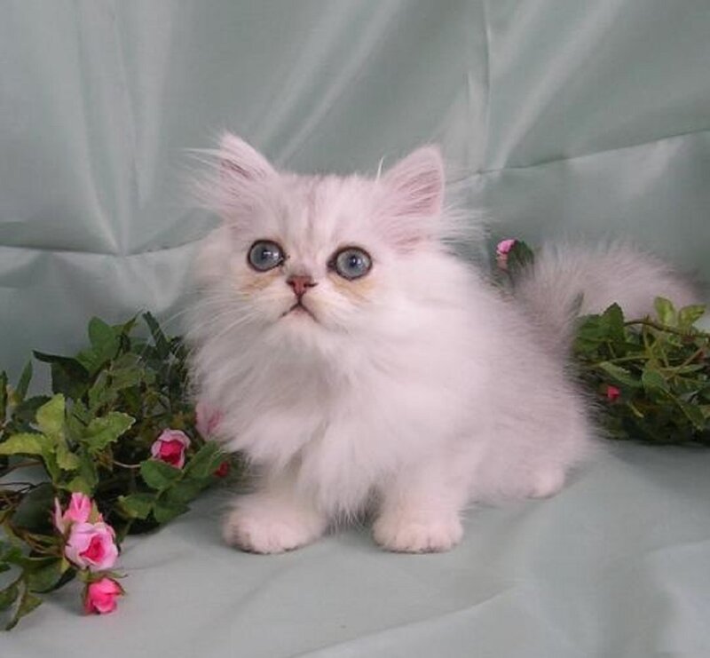 White Long-haired Kitten — Calm, Photograph, Flowers