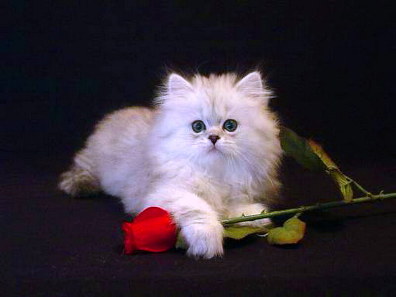 White Long-haired Kitten — Calm, Photograph, Red Rose