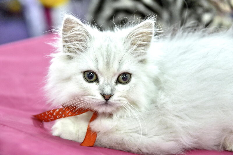 White Long-haired Kitten — Calm, Photograph, Ribbon