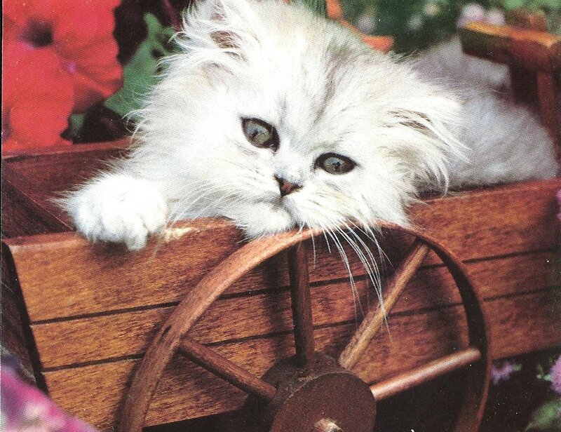 White Long-haired Kitten — Calm, Photograph