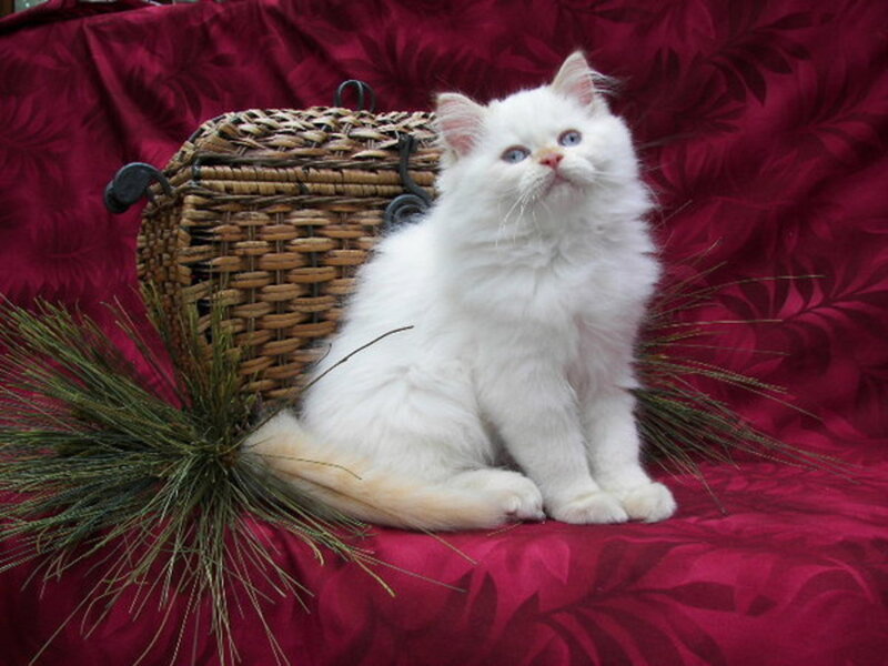 White Long-haired Kitten — Calm, Photograph, Wicker Basket