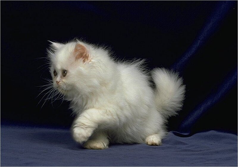 White Long-haired Kitten — Calm