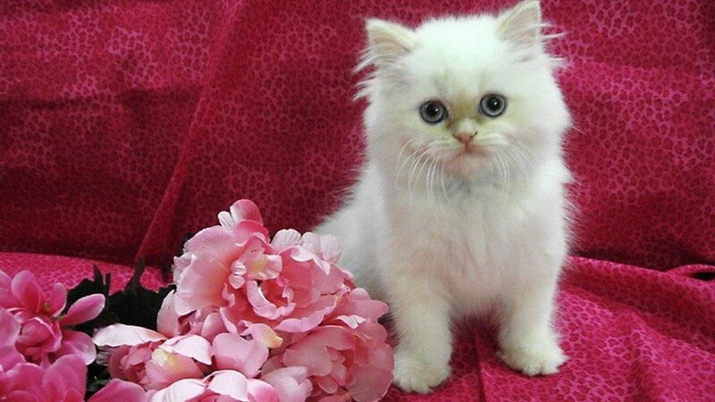 White Long-haired Kitten — Pink