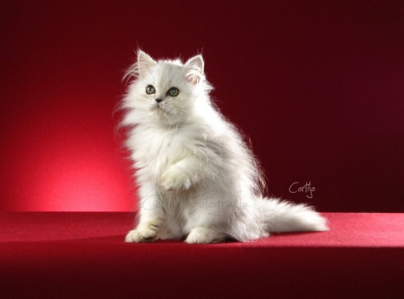 White Long-haired Kitten — Red