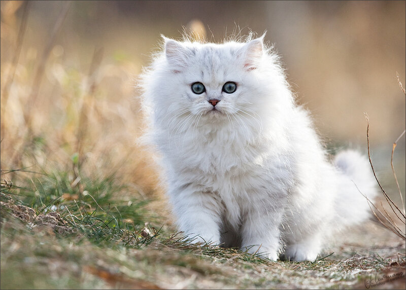 White Long-haired Kitten