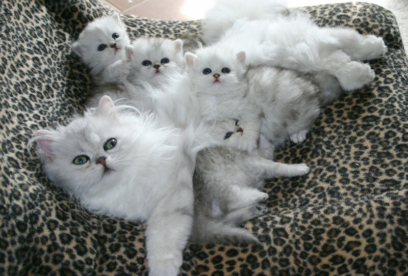 White Long-haired Kittens