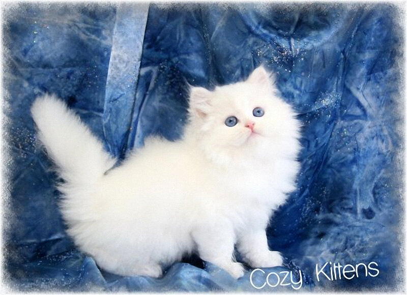 White Longhair Kitten — Calm