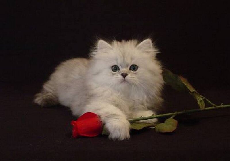 White Longhair Kitten