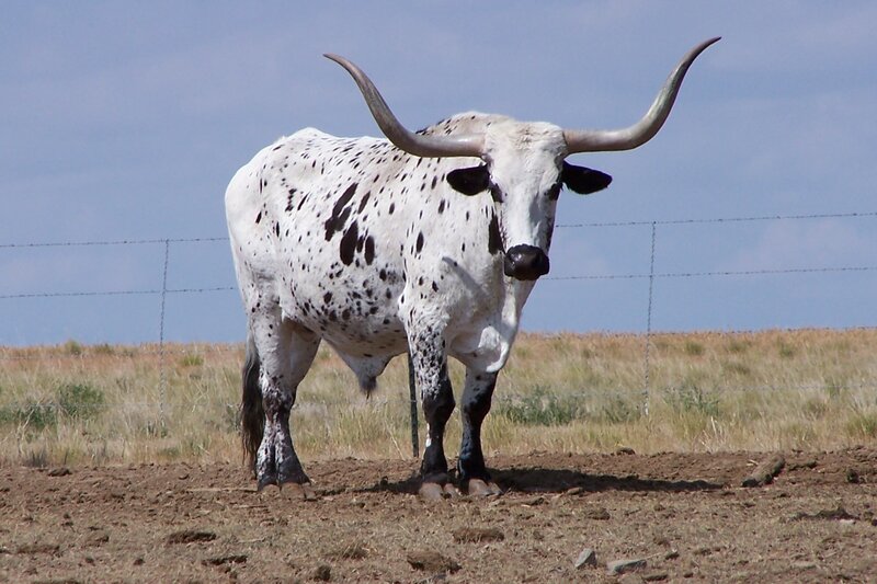 white longhorn bull with spots