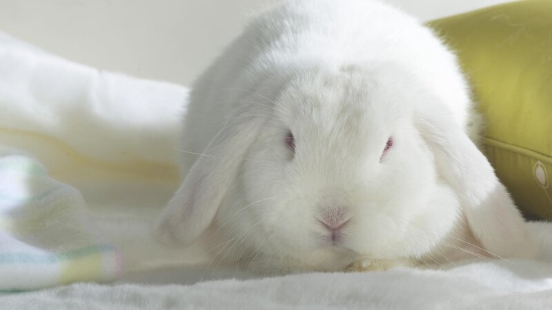 White Lop-eared Rabbit — Calm, Morning