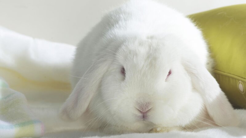 White Lop-eared Rabbit — Calm, Photograph, Pillow, Blanket