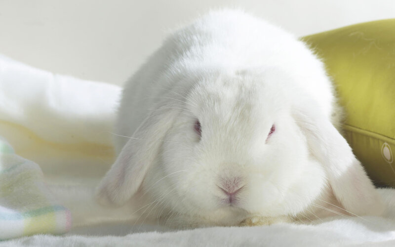White Lop-eared Rabbit — Calm, Photograph, Pillow