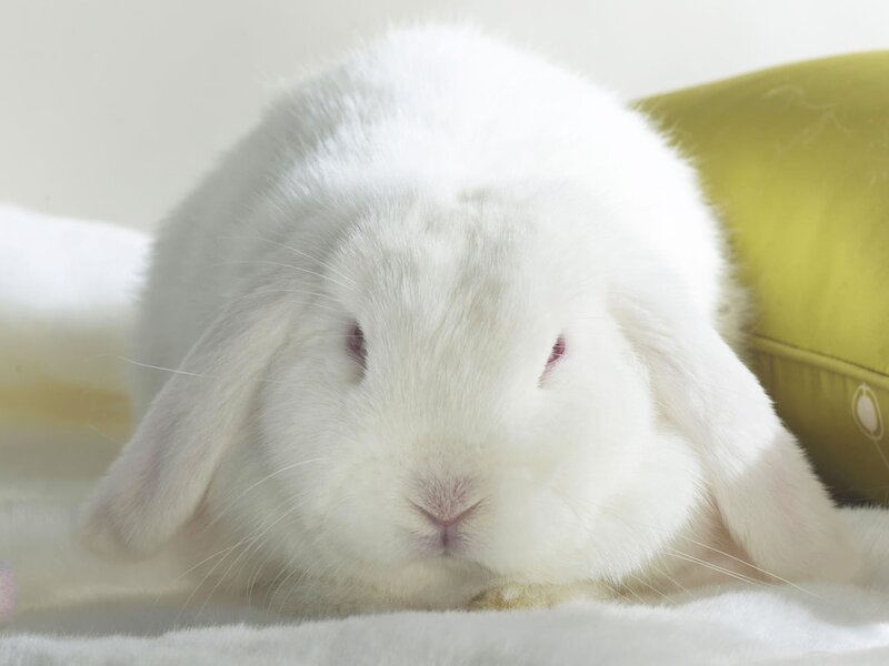 White Lop-eared Rabbit — Calm, Photograph