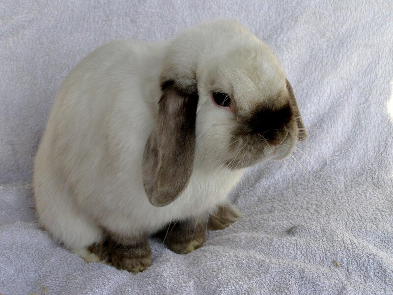 White Lop-eared Rabbit — Calm