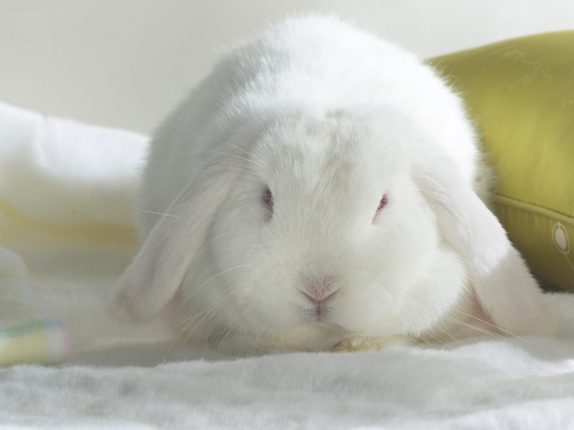 white lop-eared rabbit resting