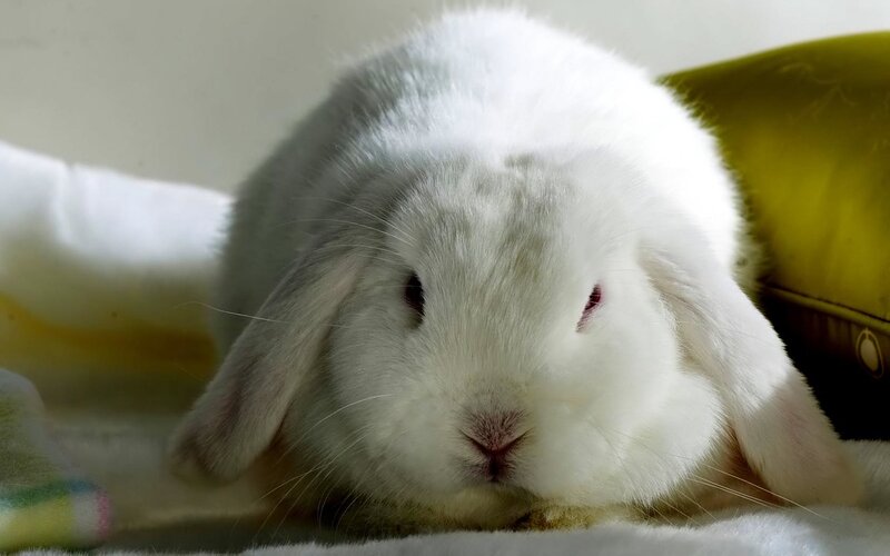White Lop-eared Rabbit