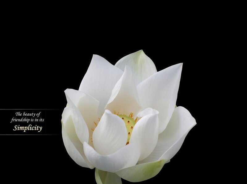 White lotus flower