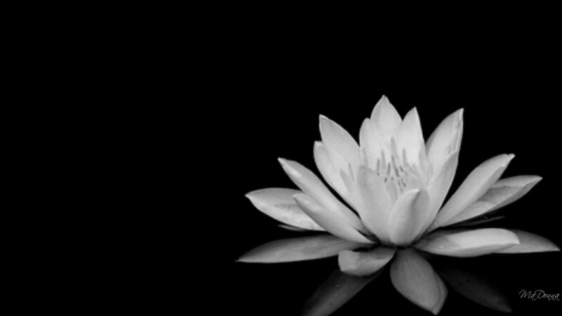 white lotus flower
