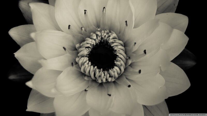 White Lotus Flower — Black, Dramatic