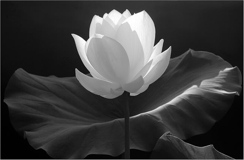 White Lotus Flower — Black, Serene, Photograph