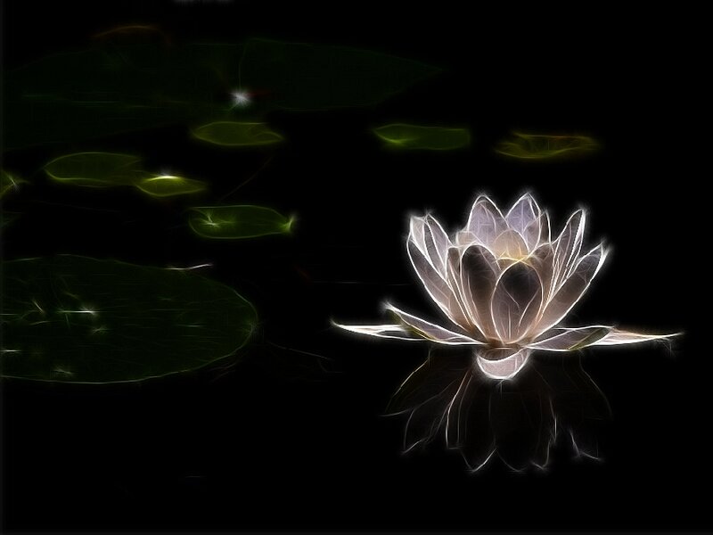 White Lotus Flower — Black, Serene