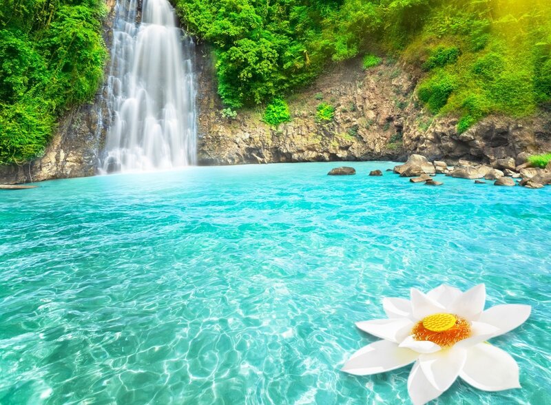 White Lotus Flower — Blue, Serene, Afternoon